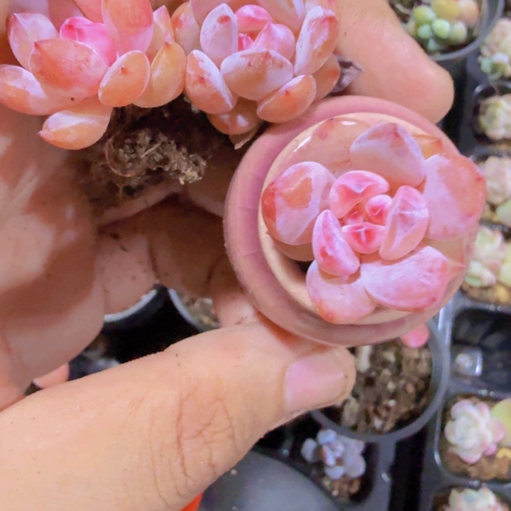 粉樱花珍妮五颗一组