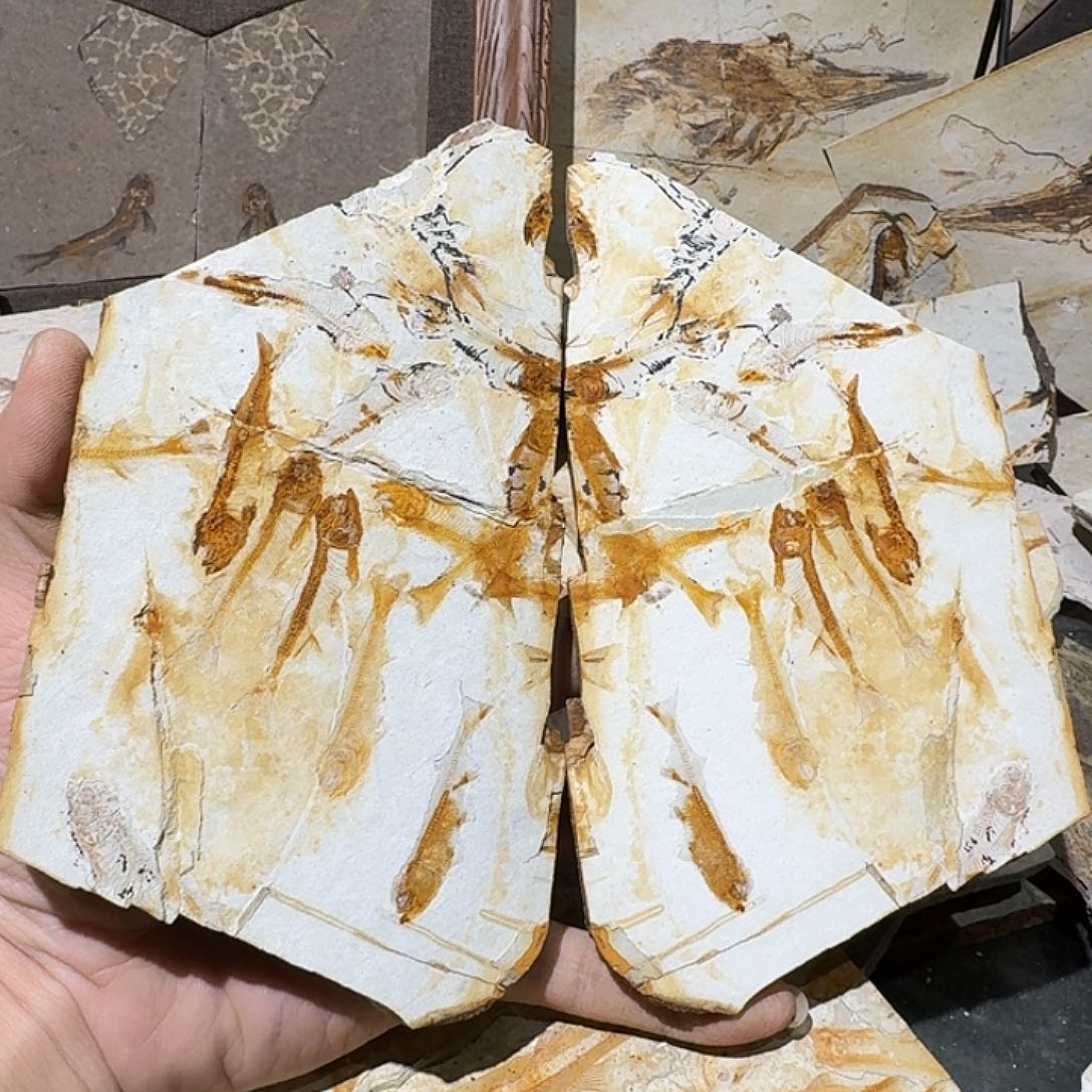 合金可口可乐了由于没有了