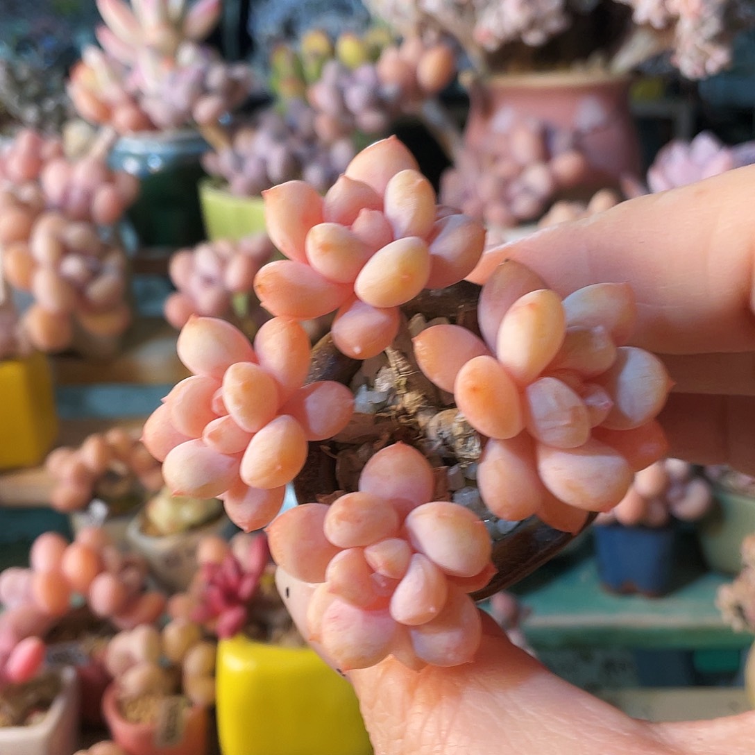 M***夏多肉植物的生长发育与生长发育第三