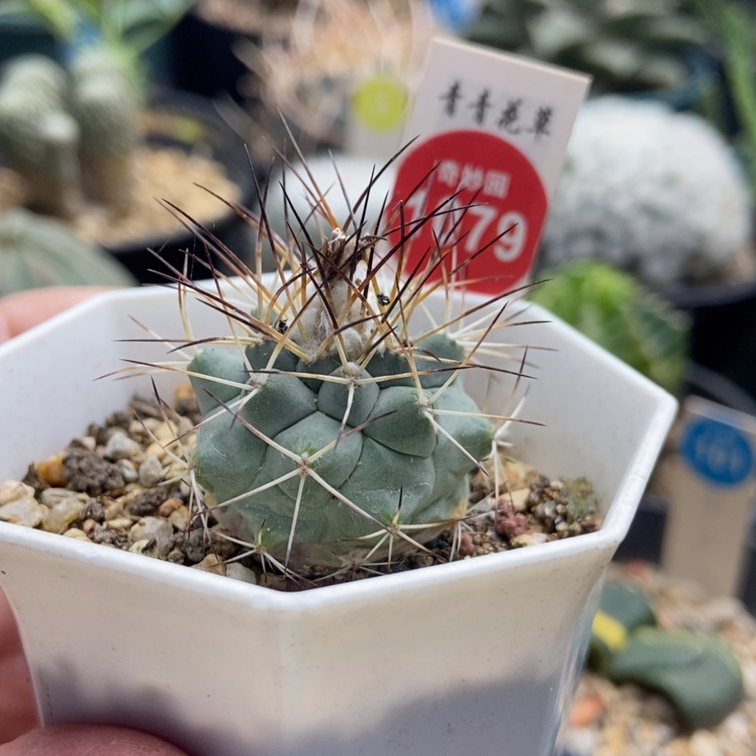 实生强刺狂刺黑枪玉一颗仙人球