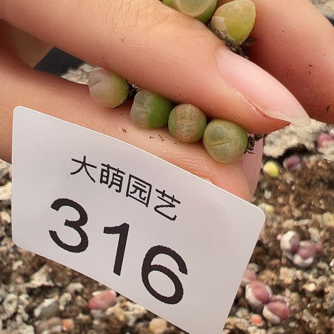 N***_一物一拍。 红马哈×风铃316