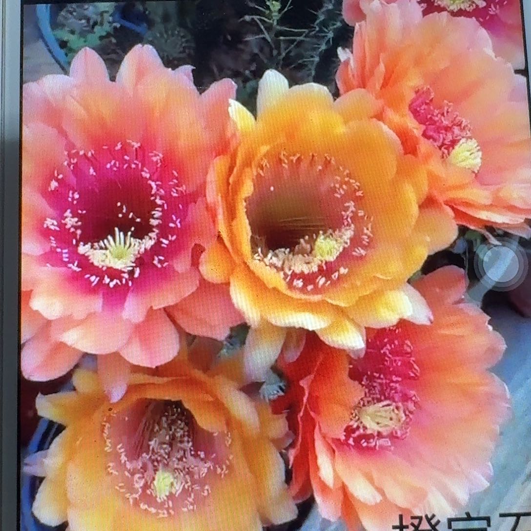 橙宝石根冠服6左右毛花柱