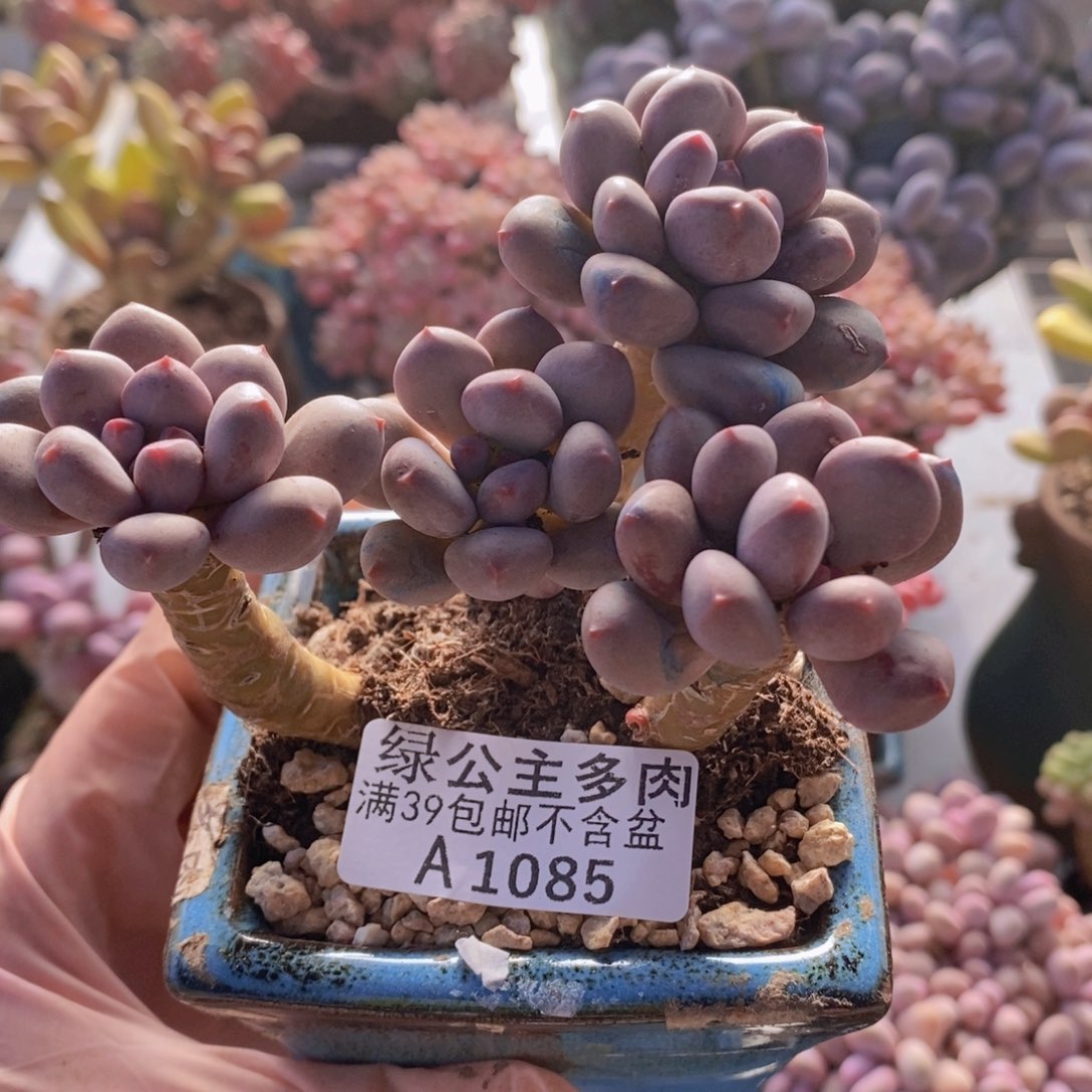 仙子奶9cm1085多肉植物