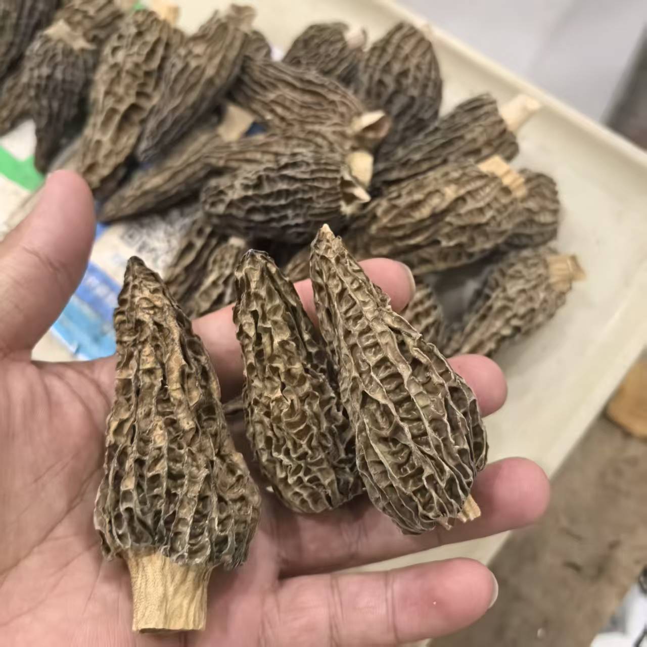四川宜宾羊肚菌干货6-8厘米大个精品煲汤食材素食菌菇