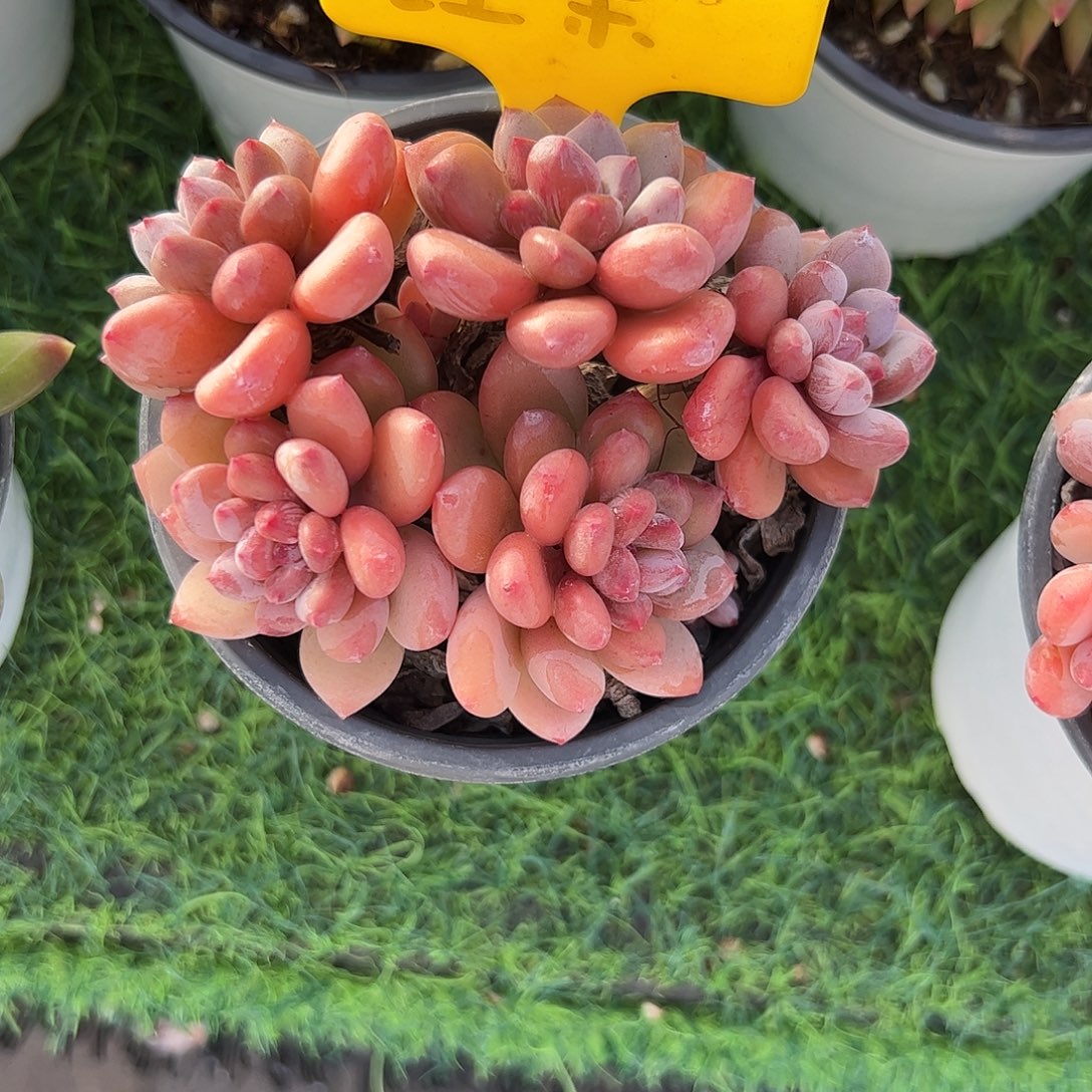 香水美人多肉植物