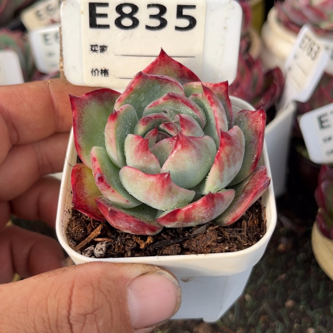 惊鸿一瞥835号多厚