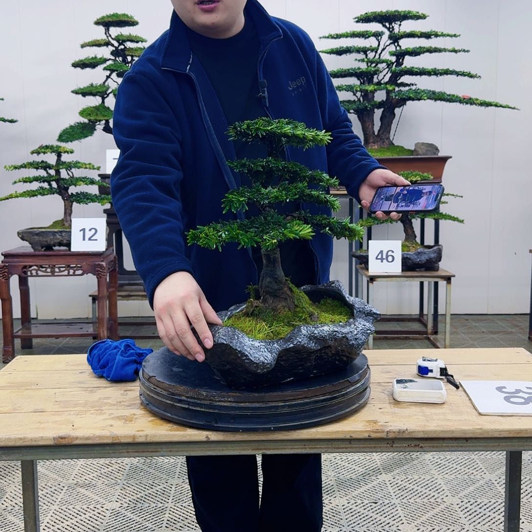 盆景米叶罗汉松盆景