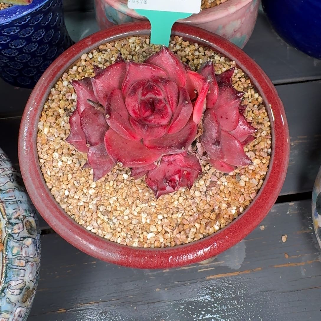 从前慢花园多肉编号1206.209