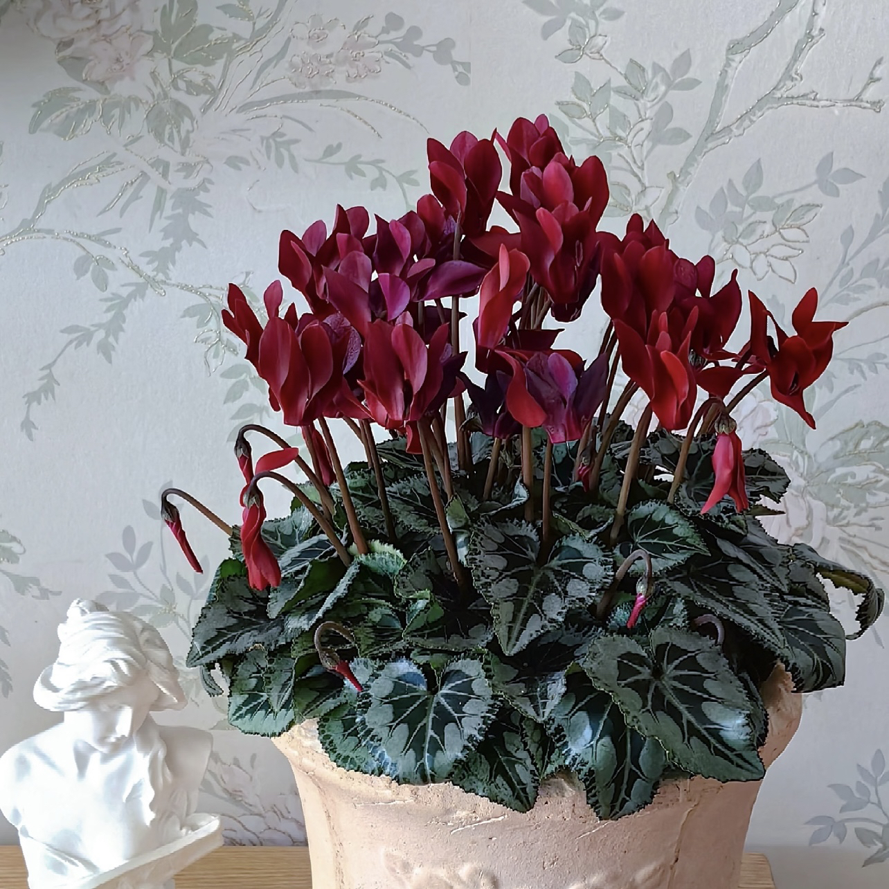 酒红绅士仙客来盆栽丛生庭院植物清香新手易养护爆花强喜水