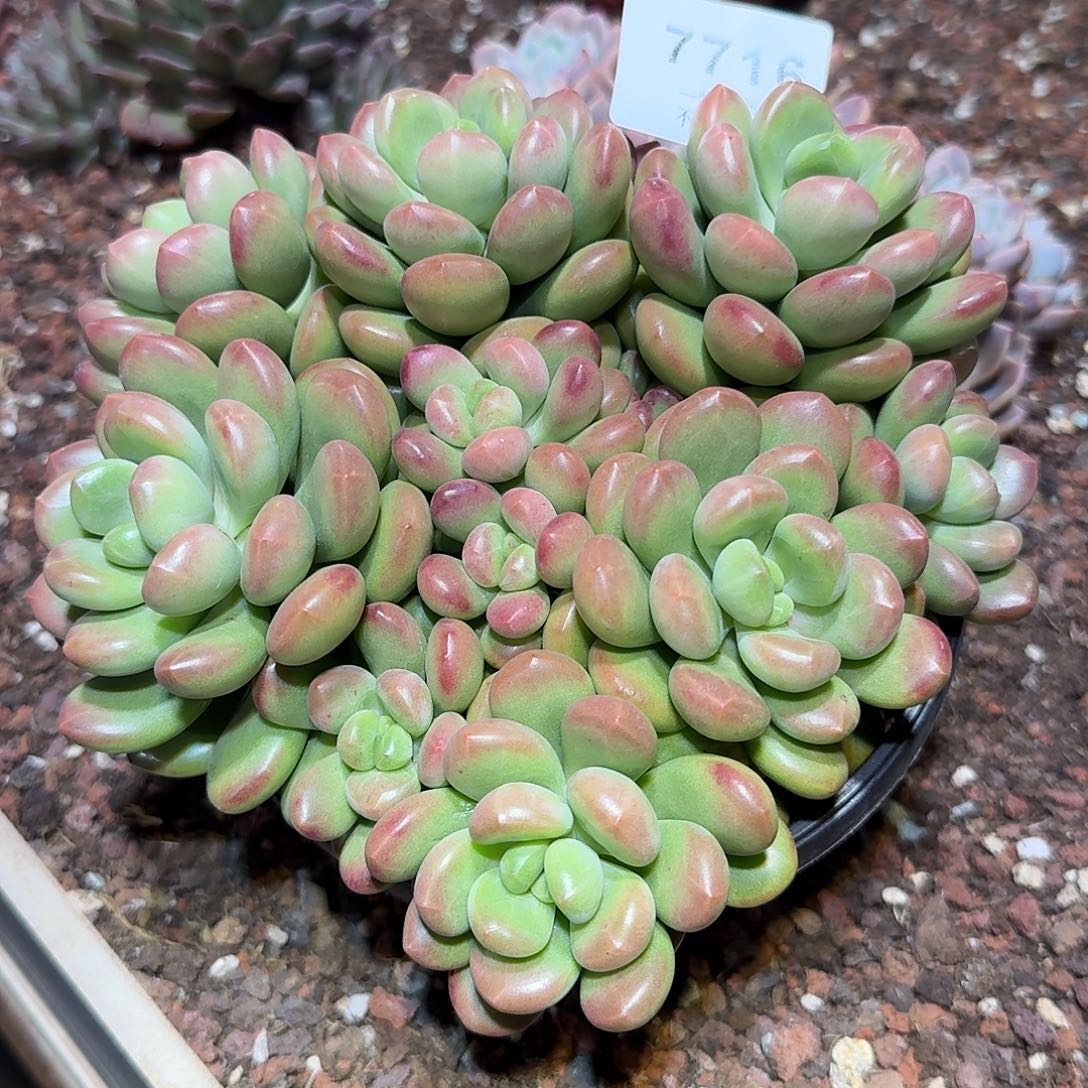 晨***曦7716号阳光玫瑰多肉