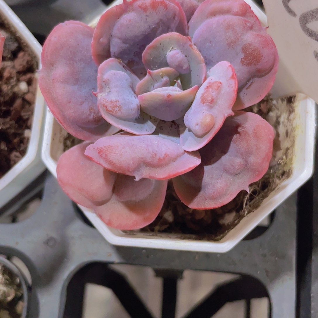 雨滴a028一物一拍