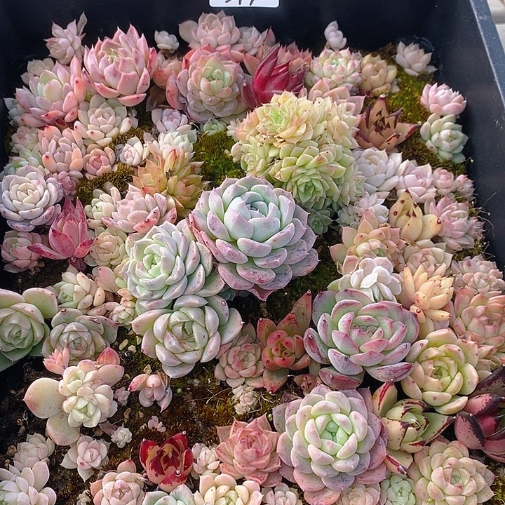 317 多肉植物盆栽花卉