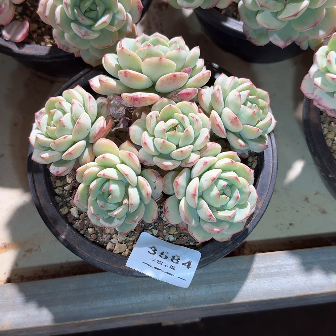 如*3584号香草多肉