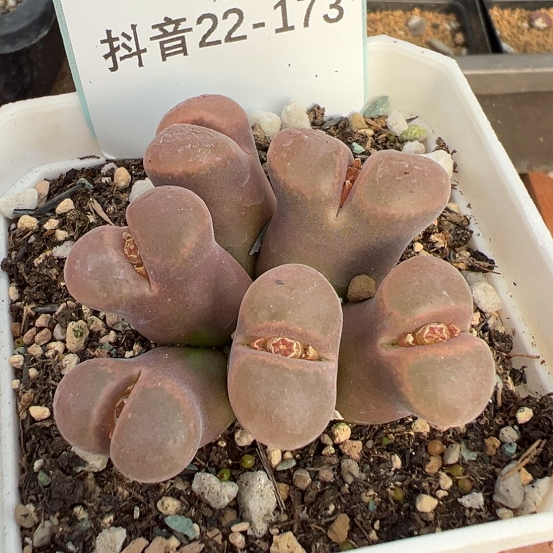 憨***达22-173肉锥多肉植物