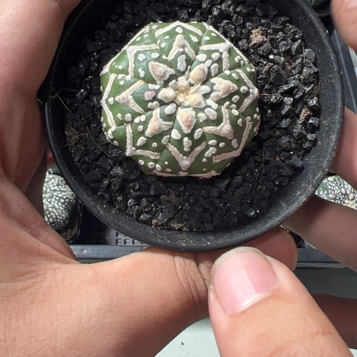 一物一拍仙人球兜