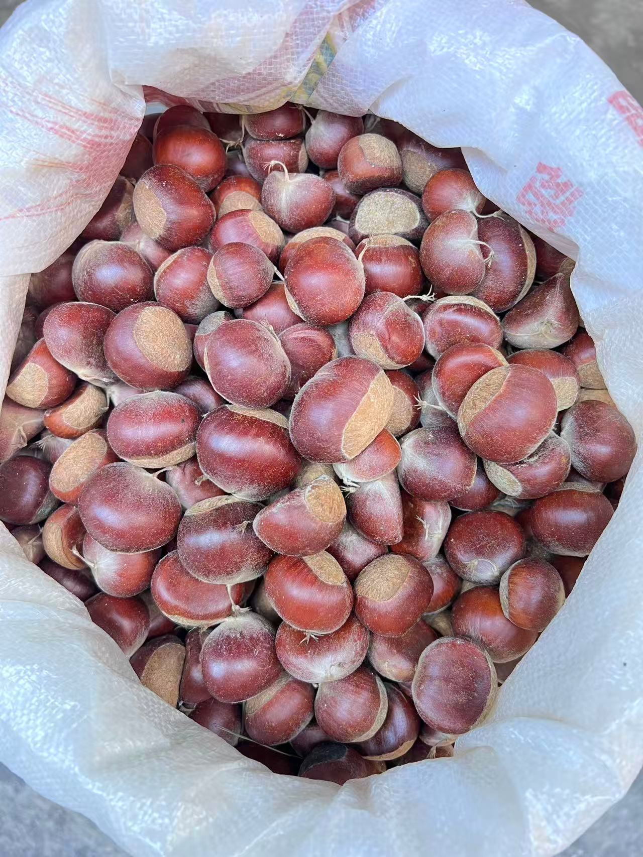 凯里苗寨新鲜生板栗可生吃粉糯香甜当季零食坚果