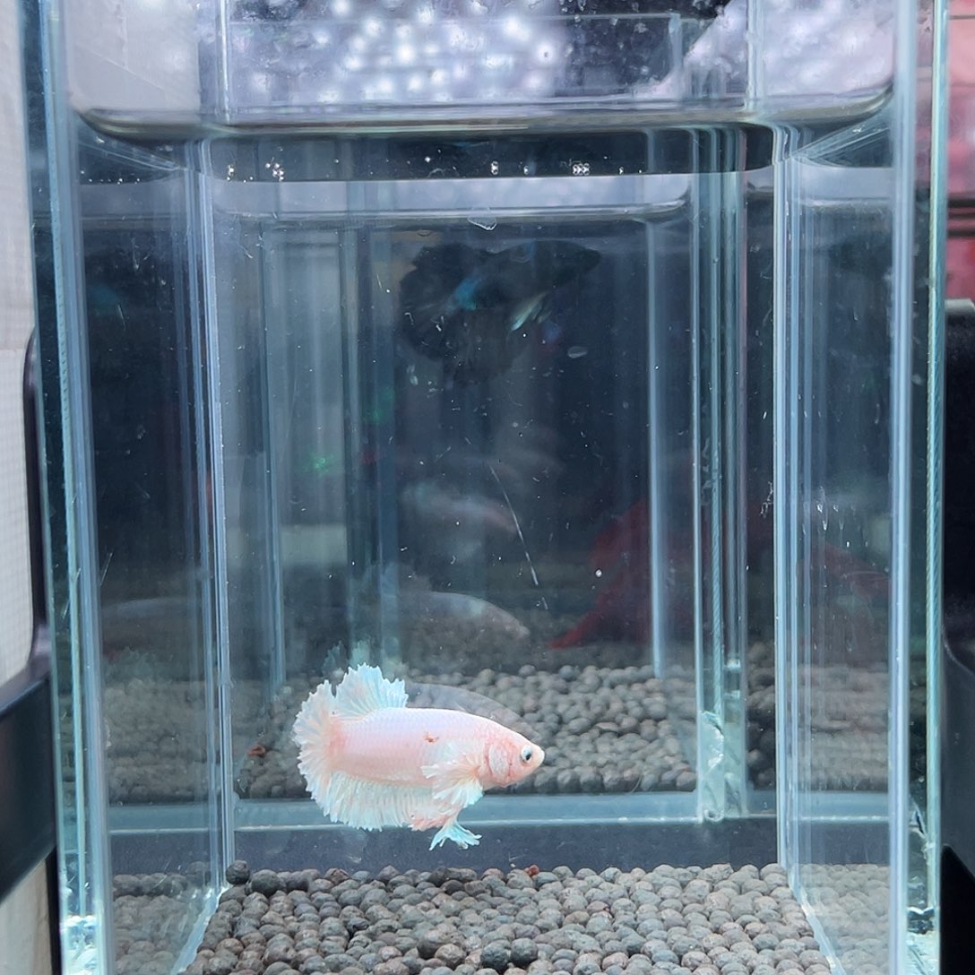斗鱼14号910早绣球