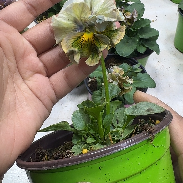 影***欧完全开放yz40..........