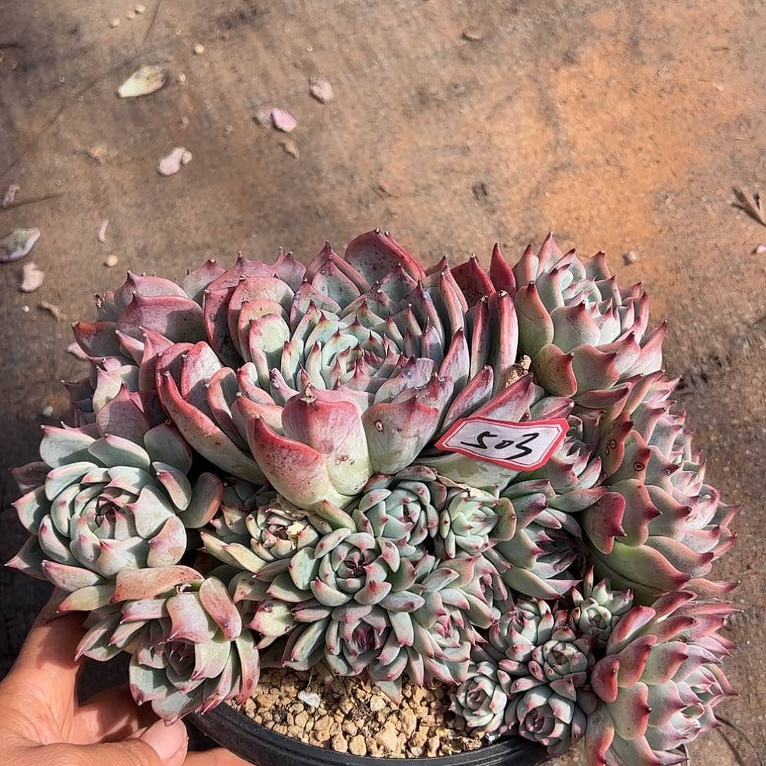 吉娃娃手捧，一物一拍