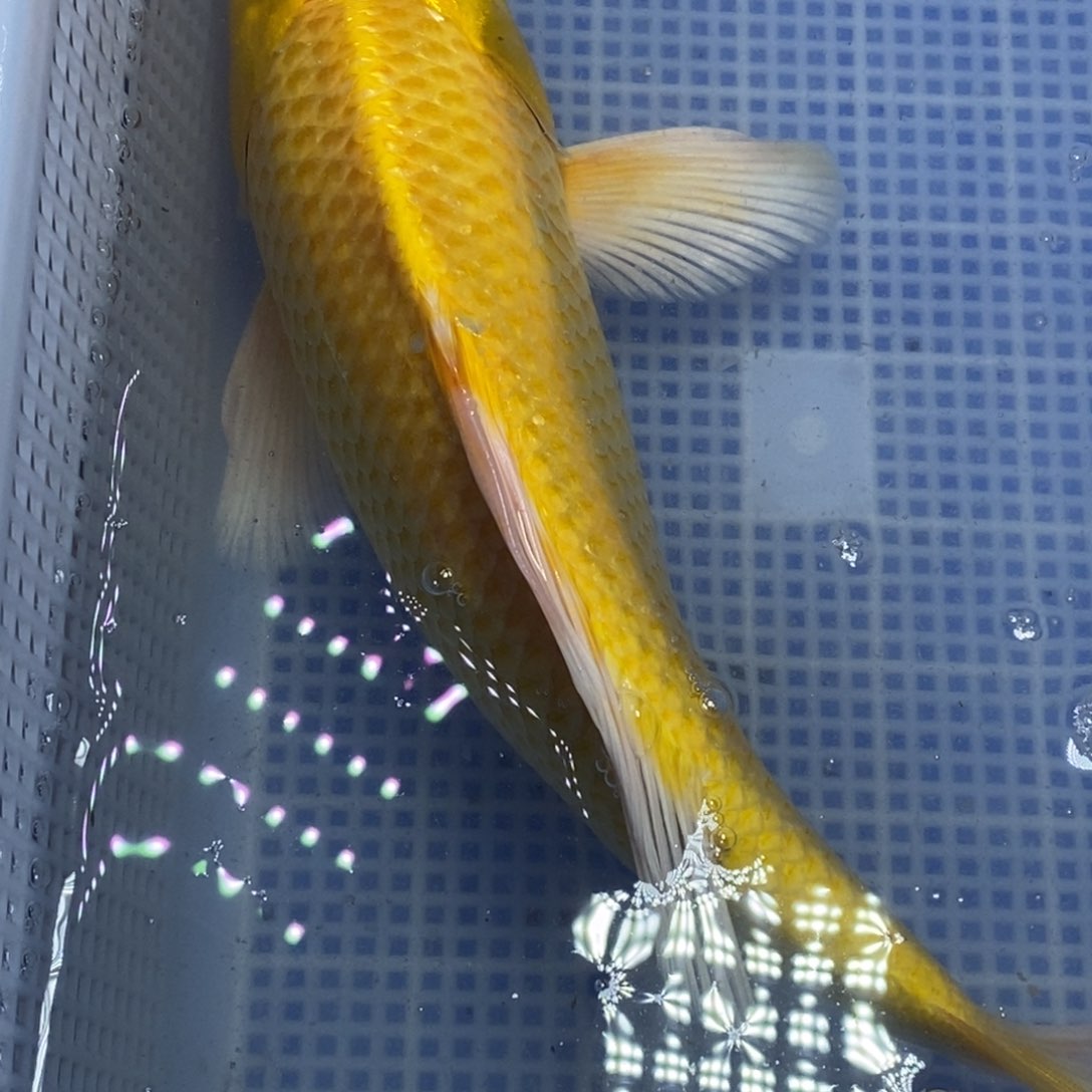 锦鲤冷水锦鲤包邮