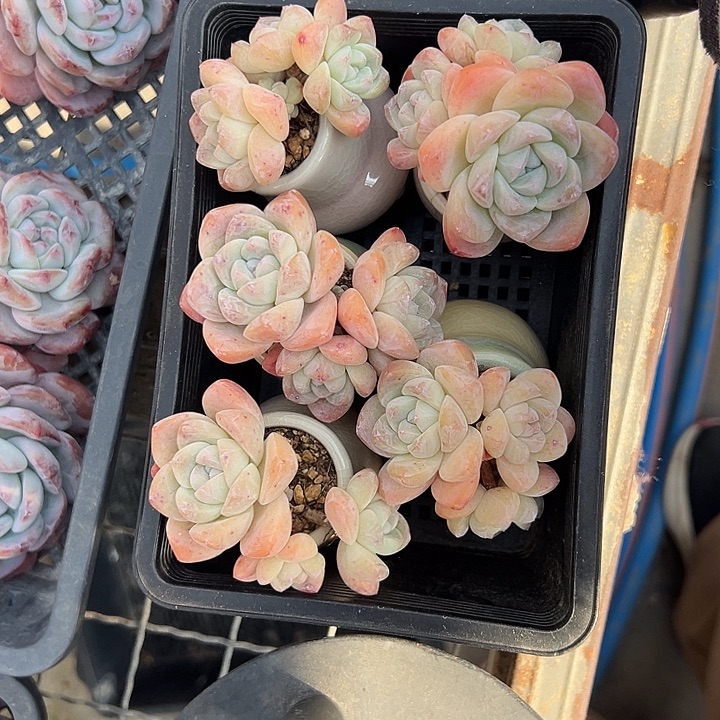 小****3319，五个三头冰玉带盆发