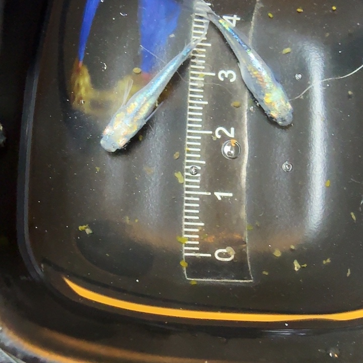 青鳉鱼120号拍品黑衣