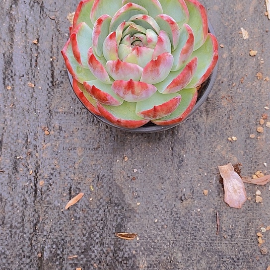 *****惊鸿仙子多肉植物老