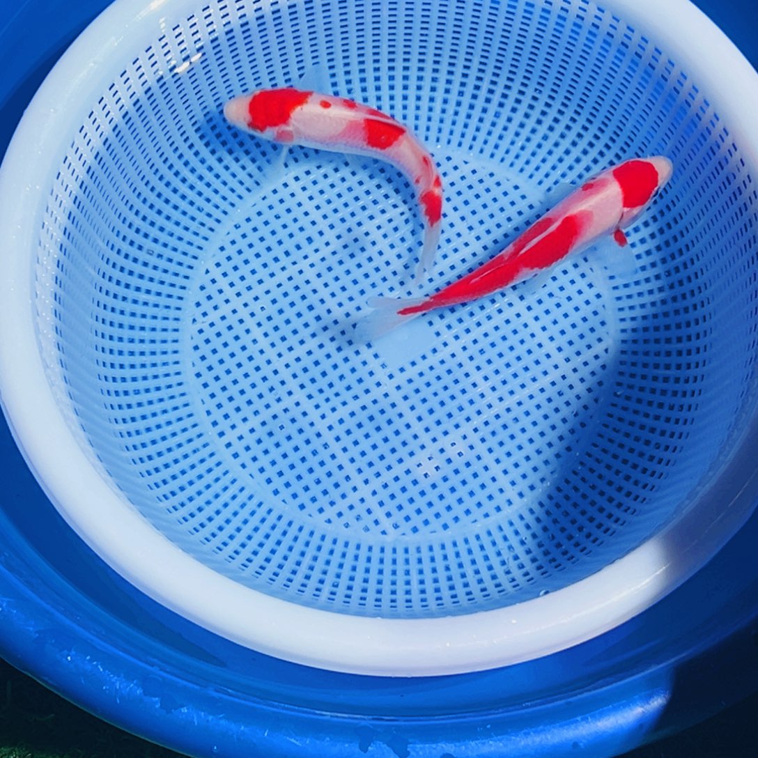 锦鲤锦鲤观赏鱼1111