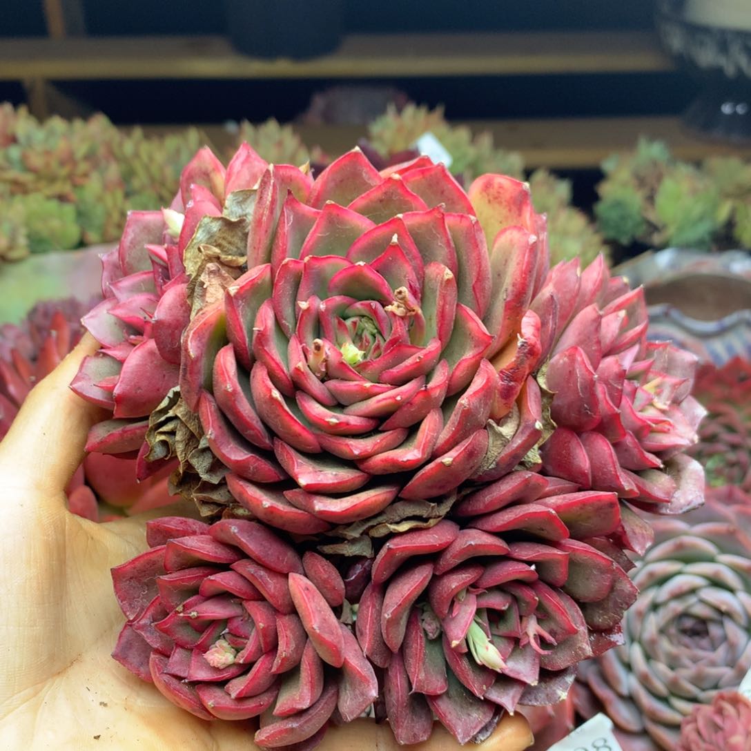 2605杂交精品基地冠13