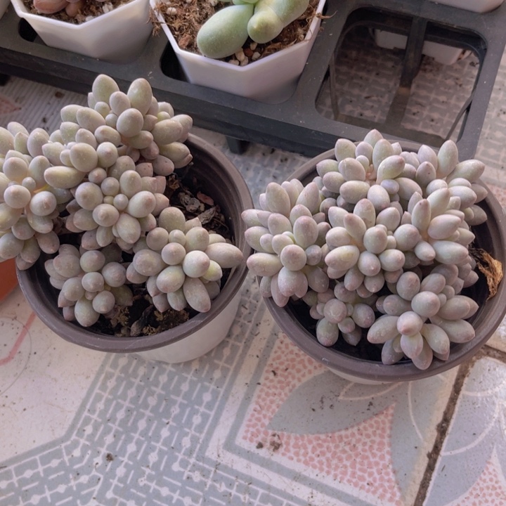 手指多肉植物多肉角钢