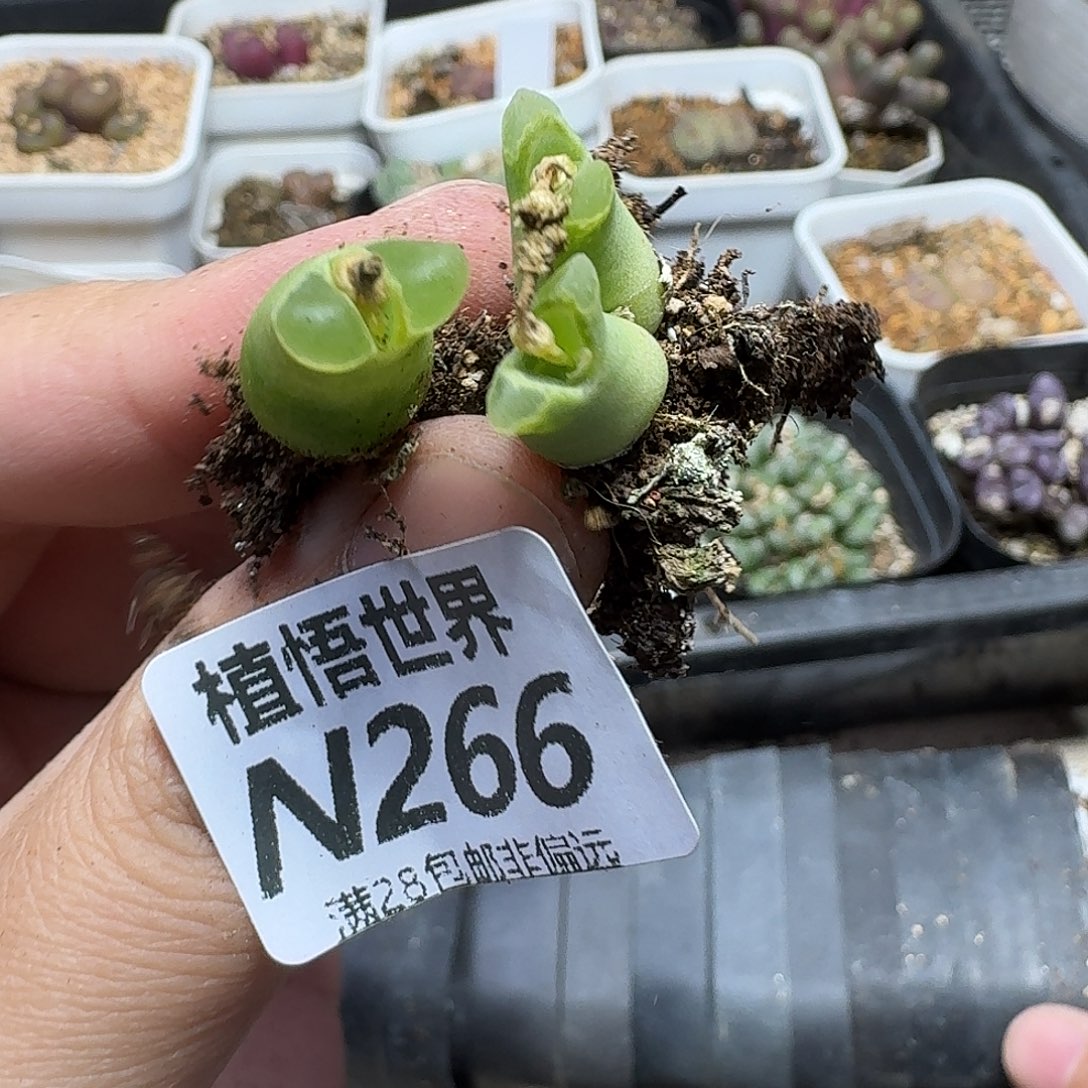 的植物的人啊风hjj