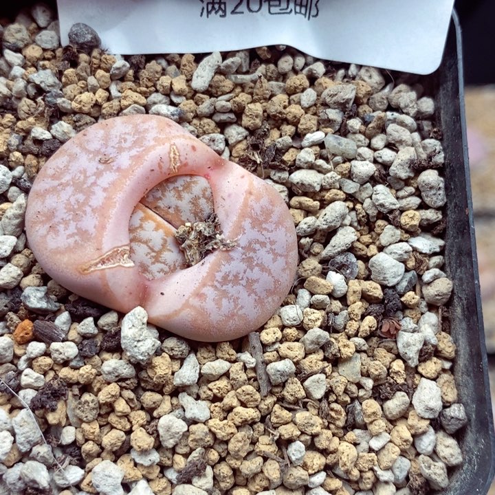 o*o你们的生活方式是什么324