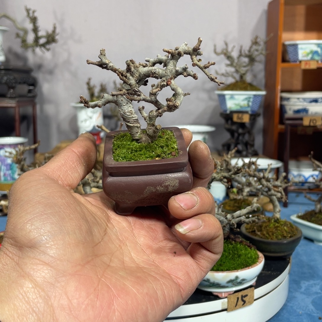 汪***喵无花朵进口红花一号长寿梅