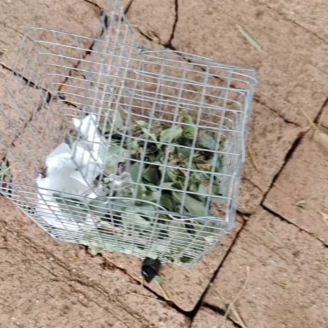 萌宠松鼠专用运输饲便携耐用含牵引绳喂奶针筒