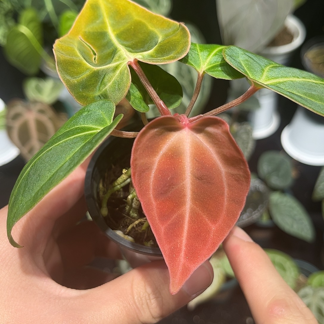 不开花植物贝斯籽播