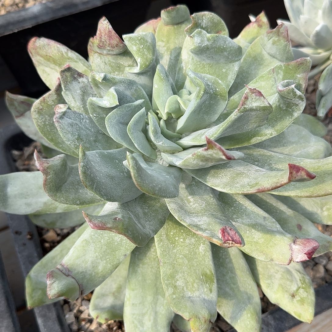 香***下多肉植物仙女杯浦西A061