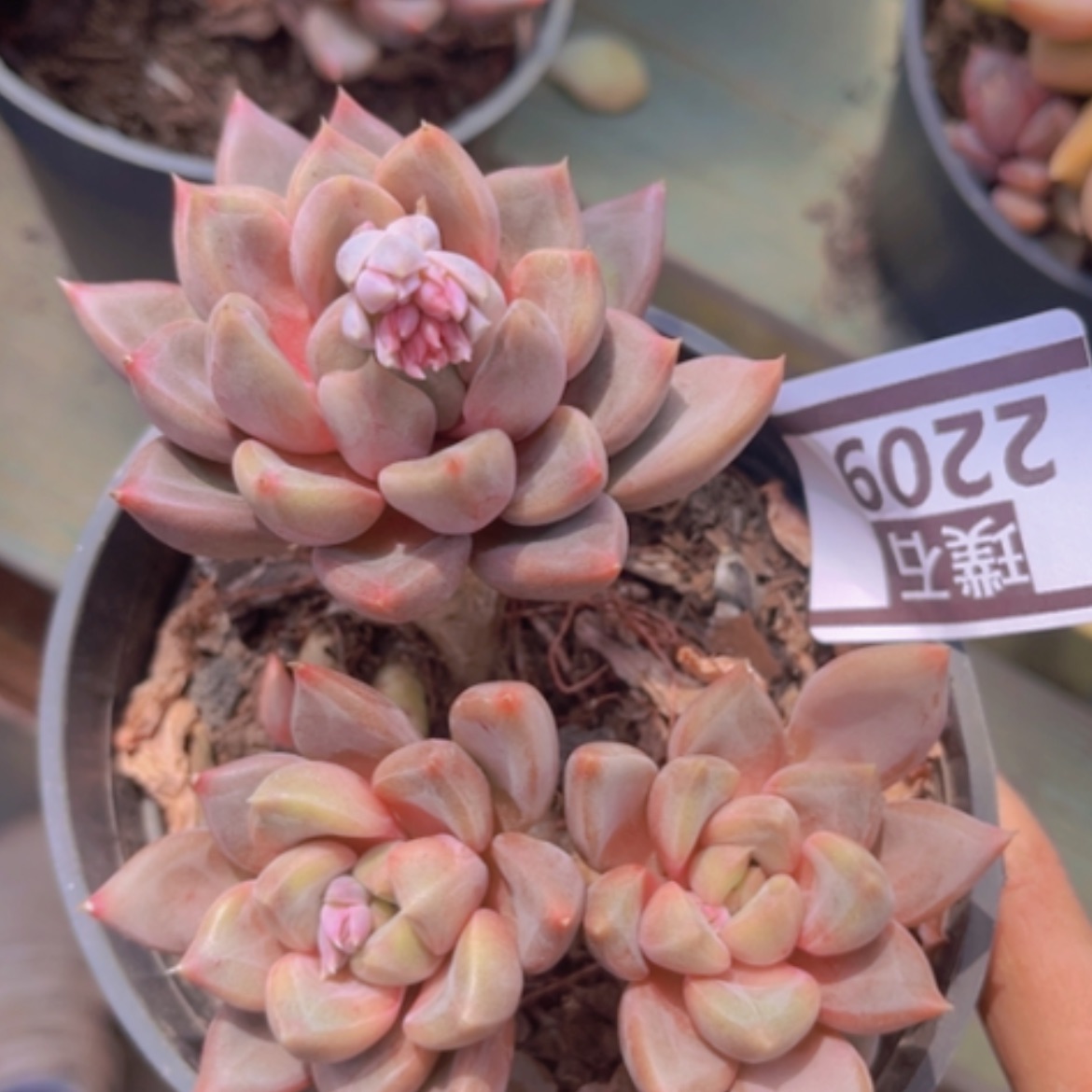 【闪购商品】红象牙2209