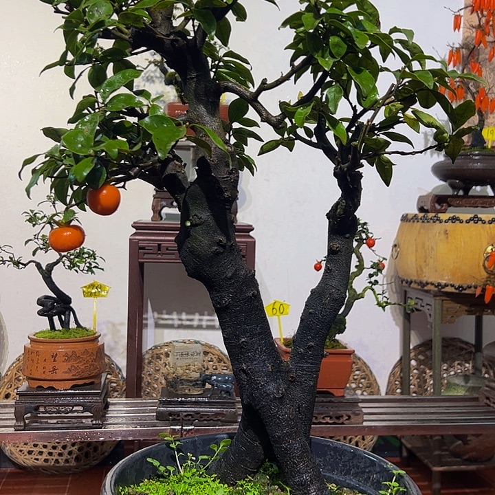 完全开放金弹子盆景