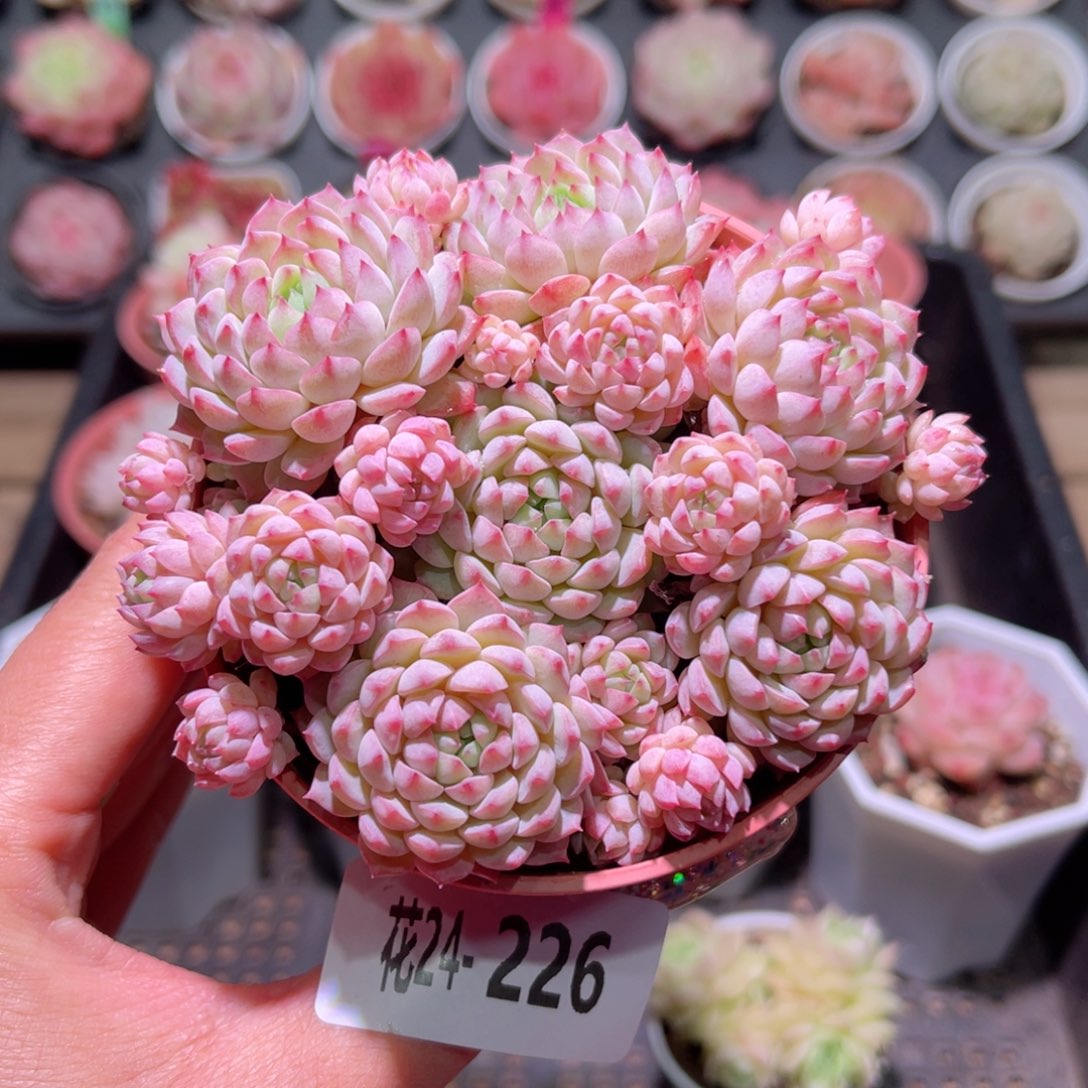 花利美24-226小粉莓