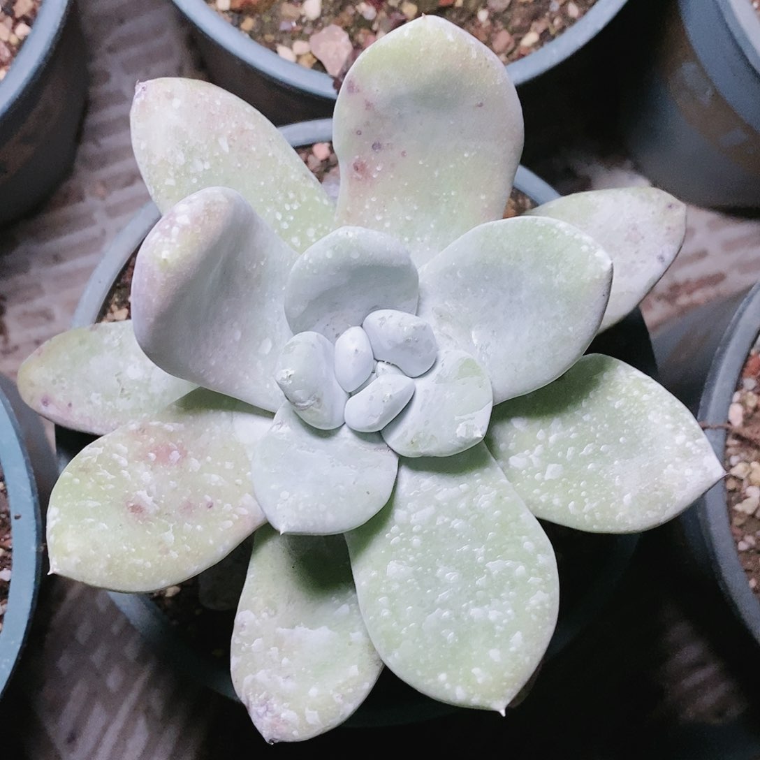 【闪购商品】哈哈哈野坎拇指多肉2155