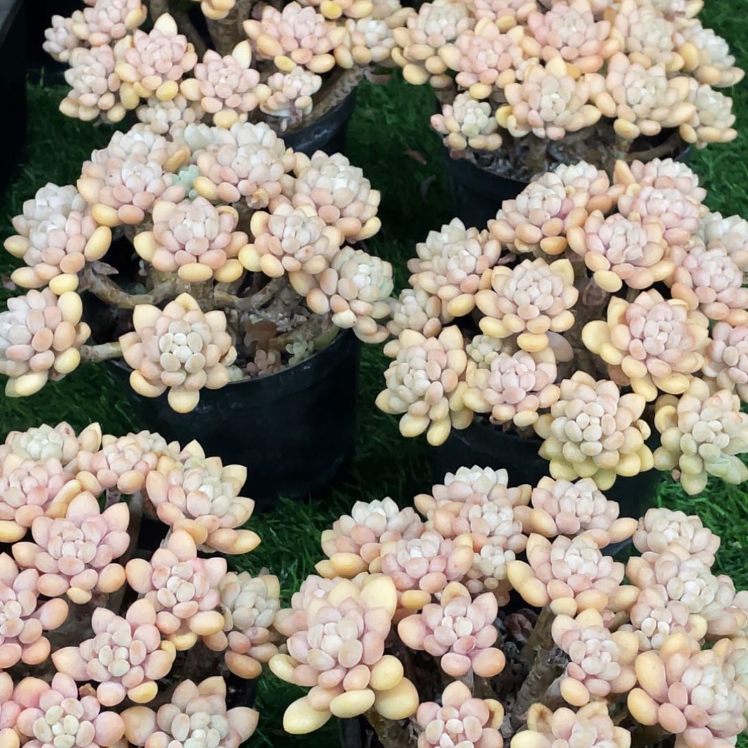 整桩无砍多头鱼子酱一颗