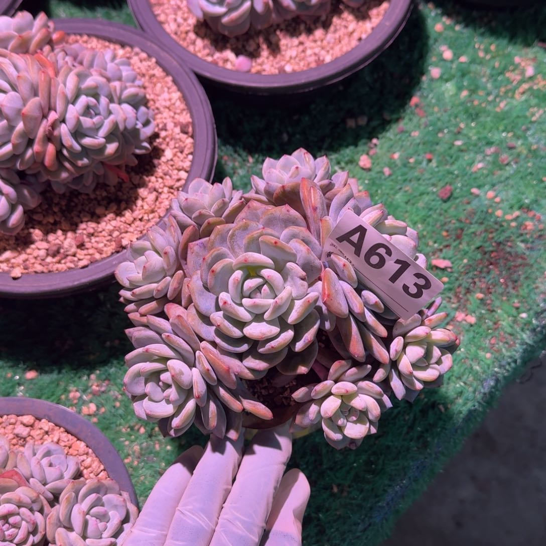 无砍潜力石榴籽9头