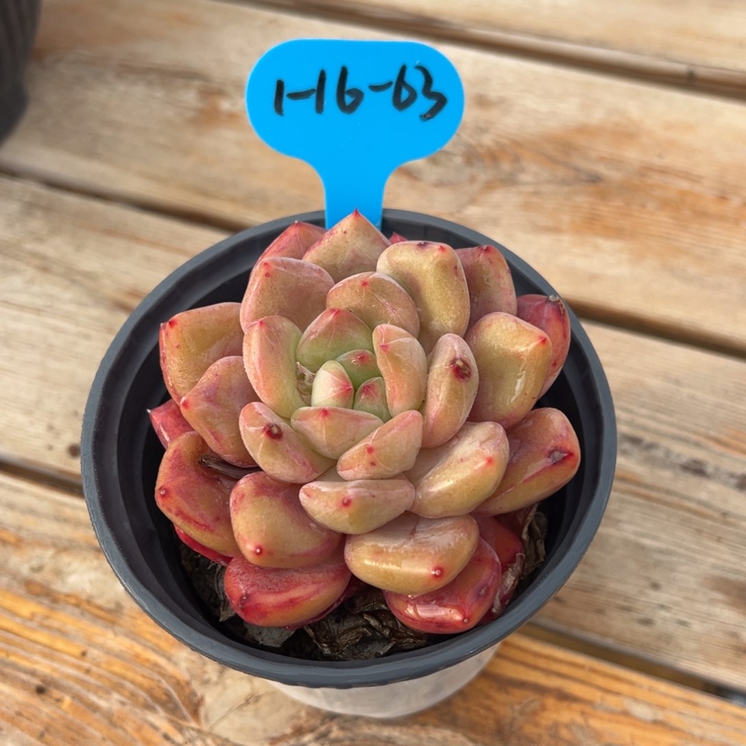 1-16-63琥珀多肉植物
