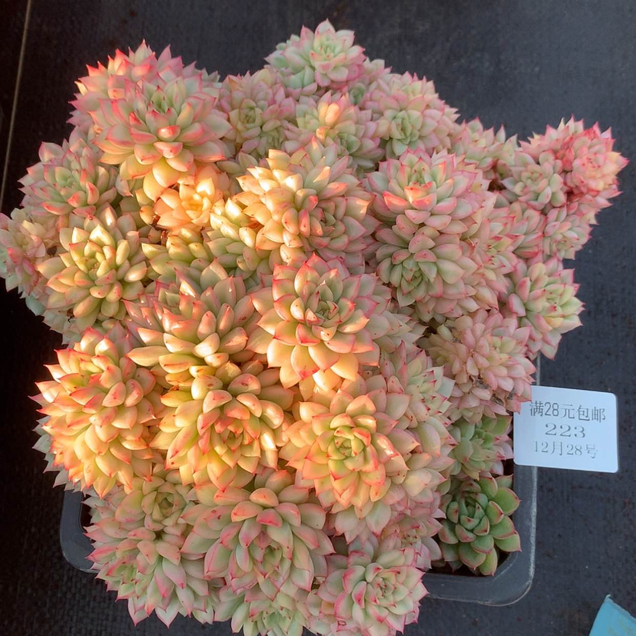 【闪购商品】云223号