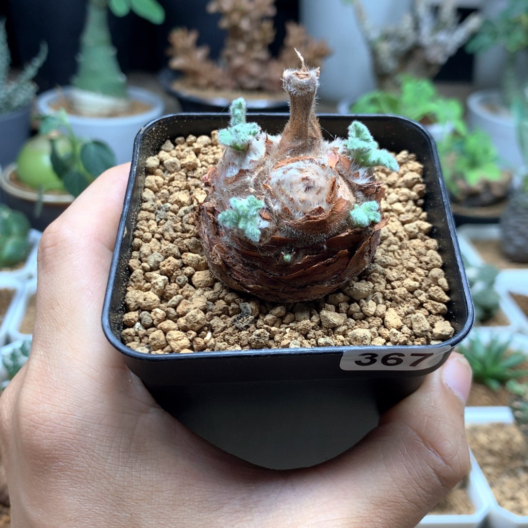 羽叶洋葵多肉脱土