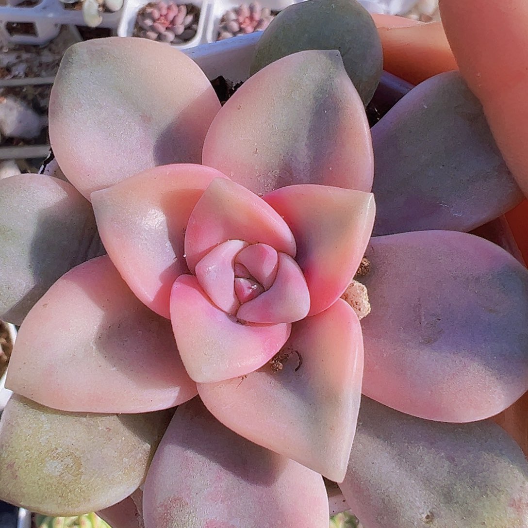 紫乐锦无售后19包邮