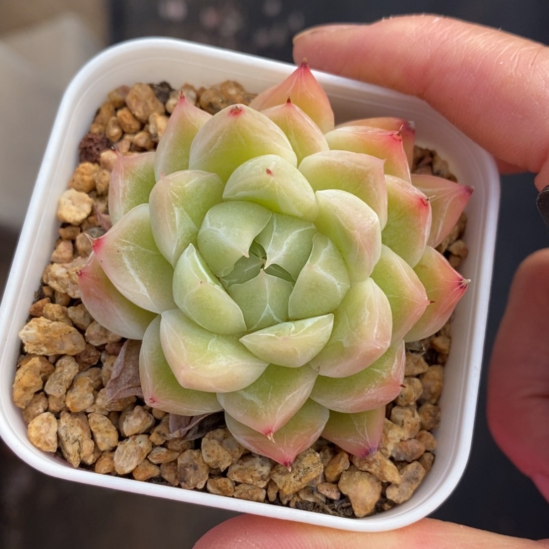精品多肉一物一拍不包整11