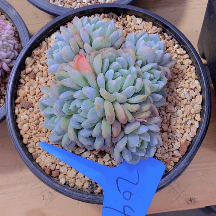 在家里面吃饭的吗