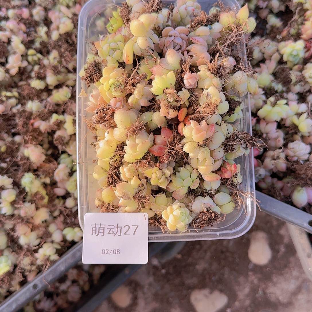 直播一物一拍多肉27