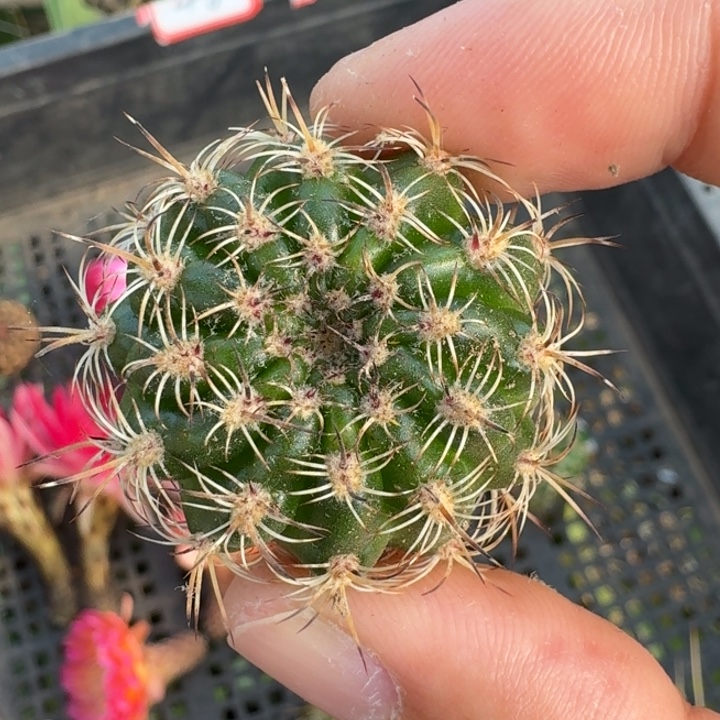 207丽花紫霞仙子歪3公分左右无根侧牙